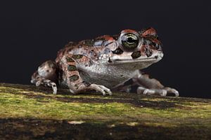 Crapaud vert africain (Bufotes boulengeri)