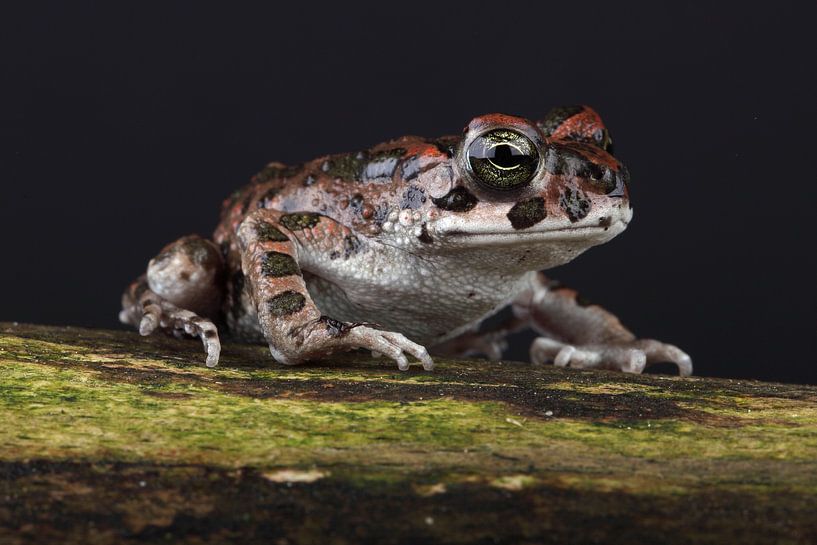 African Green Toad (Bufotes boulengeri) by Ronald Pol