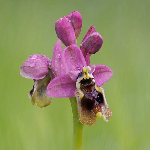Orchid Wolverophrys,