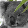 Koala Bär Gesicht ck von Barbara Fraatz