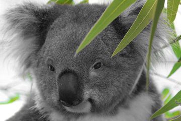 Koala Bär Gesicht ck