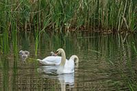 swan