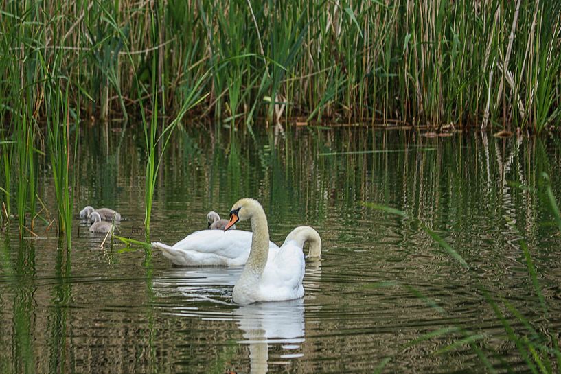 swan by richard admiraal