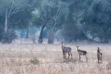 Waterbuck by Francis Dost