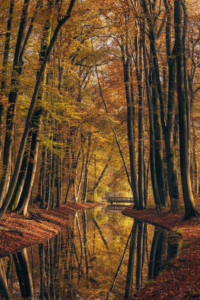 Herbst im Paleispark Het Loo - Reflexion - Veluwe, Niederlande von Wandeldingen