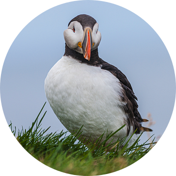 Portret van een Papegaaiduiker (Fratercula arctica)