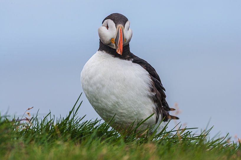 Porträt eines Papageientauchers (Fratercula arctica) von Chris Stenger
