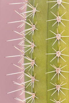Trendiger Kaktus - ein Hauch von Rosa von Dennis en Mariska