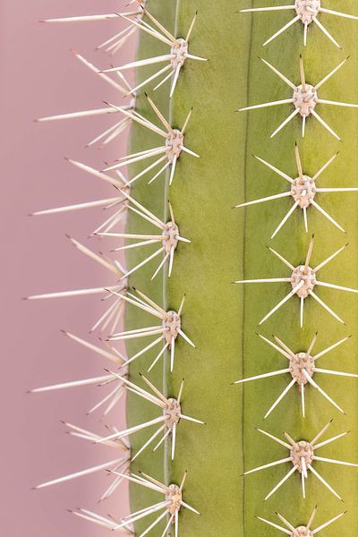 Trendy cactus - touch of pink by Dennis en Mariska