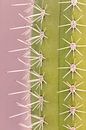 Trendy cactus - touch of pink by Dennis en Mariska thumbnail