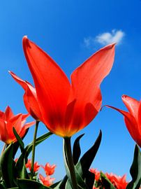 Rode Tulp by Sasja Giezenberg