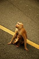 Singe avec bébé dans la rue