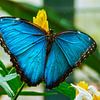 Blauwe vlinder sur Stedom Fotografie