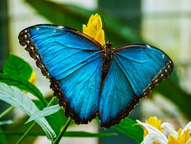 Blauwe vlinder by Stedom Fotografie