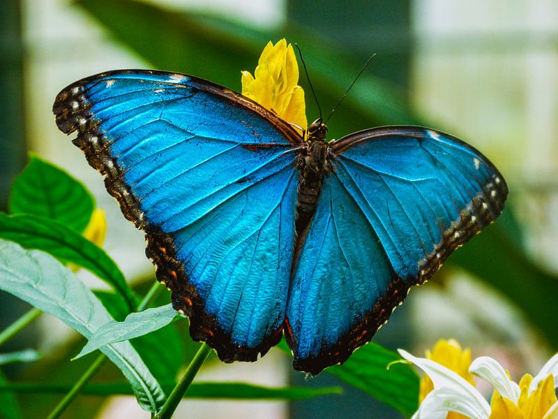 Blauwe vlinder by Stedom Fotografie