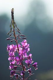 Purple flower