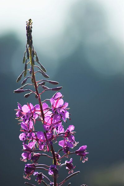 Purple flower by Miranda Rijnen Fotografie