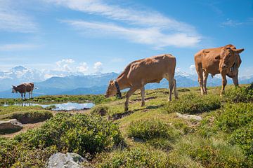 kudde koeien rond een vijver, naast wandelpad berg Niederhorn van SusaZoom