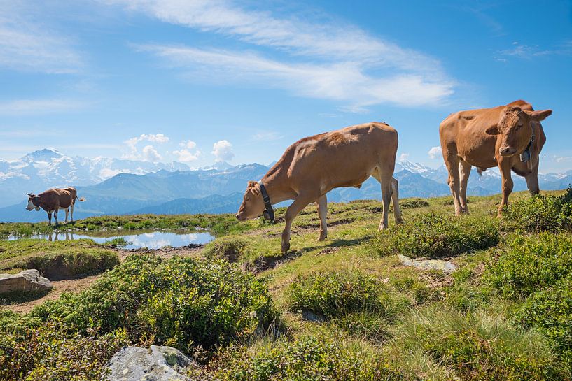 cattle herd around a pond, beside hiking trail Niederhorn mounta by SusaZoom