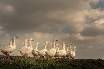 Geese by Jacqueline Hiemstra