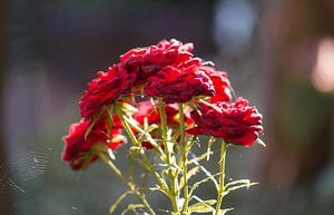 bouquet de roses rouges sur Tania Perneel