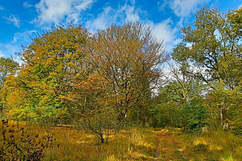 herfst in het bos by Menno Bausch