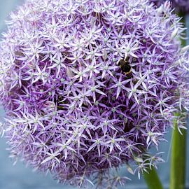 lila paarse bol van alium beeldvullend sur Idema Media