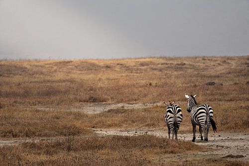 Zebra's der Serengeti