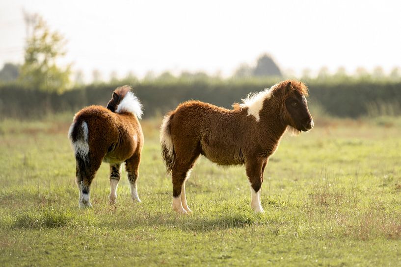 Zwei Shetlandponys auf einem Feld von Bas Leroy