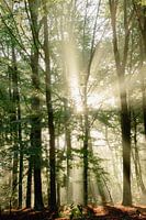 Les rayons du soleil percent les arbres de la forêt / L'heure dorée / Photographie de nature