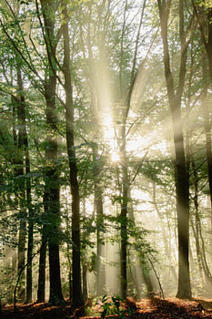 Sunbeams break through the trees of the forest / Golden hour / Nature photography