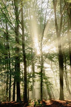 Zonnestralen breken door de bomen van het bos / Gouden uurtje / Natuurfotografie van Anke Sol