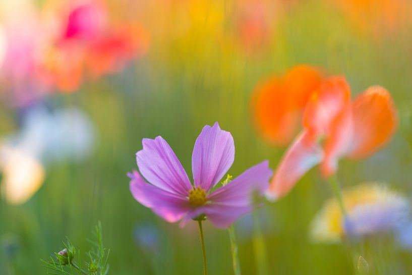 Colour Explosion von Sabine Böke-Bergau