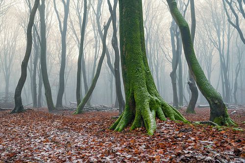 Nevelig beukenbos tijdens een mistige winterdag