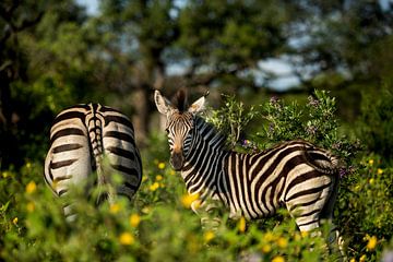 zebra jong met moeder in Zuid-Afrika van Paula Romein