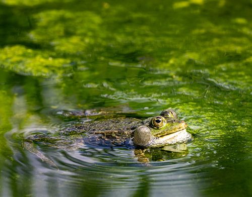 Groene waterkikker in een vijver vol algen