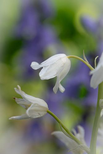 Dromerige Close up van Witte Boshyacint van Patrick Verhoef