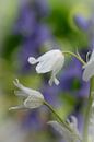Dreamy Close up of White Wood hyacinth by Patrick Verhoef thumbnail