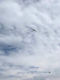 Gulls in clouds by tania mol