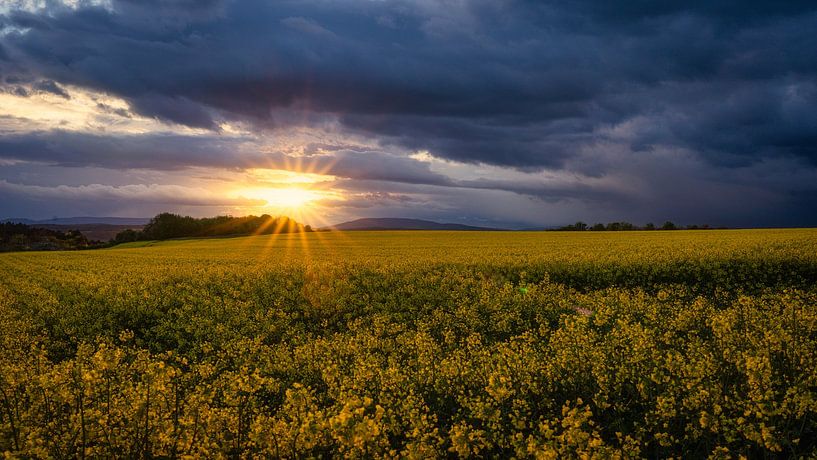 Rapsfeld von Andre Michaelis