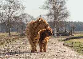 Scottish Highlander with calf
