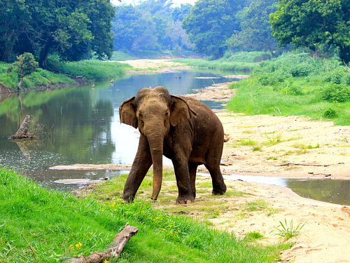 Olifant bij water