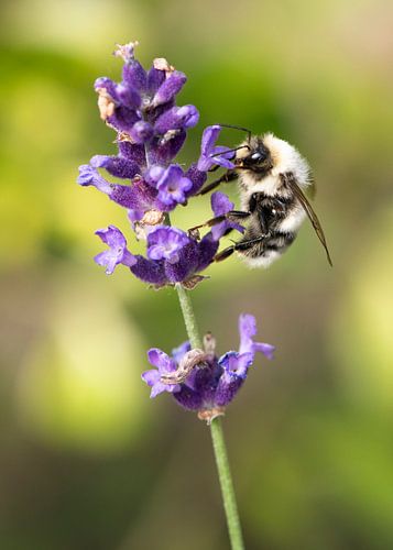 Hummel auf blühendem Lavendel