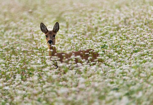 Ree
