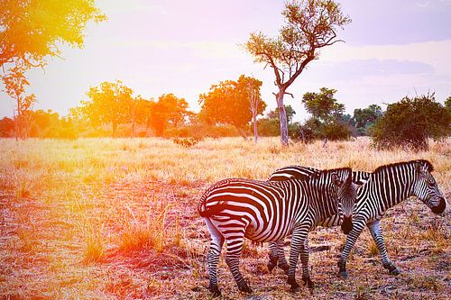 Zebra in landschap