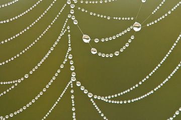 Dauwdruppels in spinnenweb von Caroline Piek