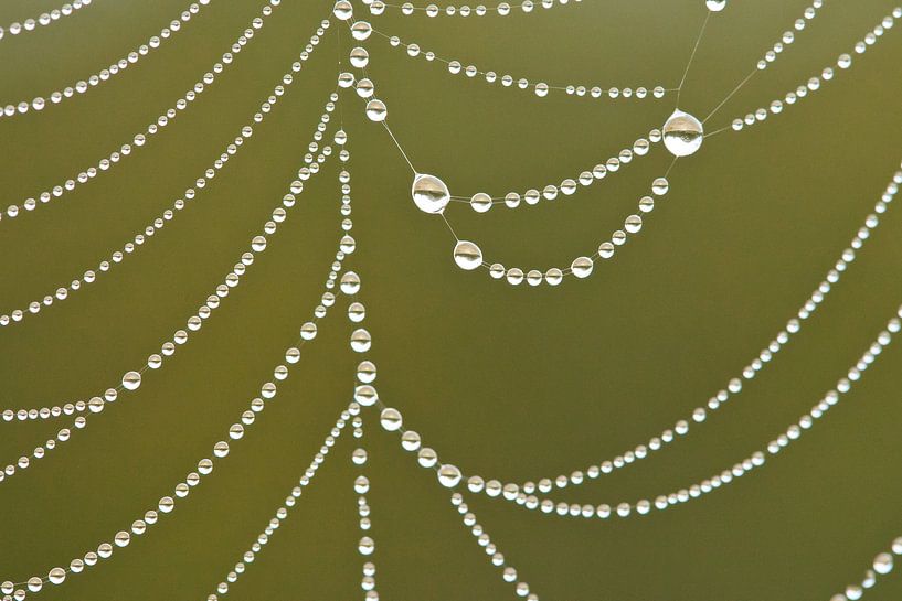 Dauwdruppels in spinnenweb van Caroline Piek