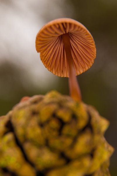 Pilz auf Kiefernzapfen von peterheinspictures