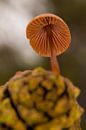 Pilz auf Kiefernzapfen von peterheinspictures Miniaturansicht