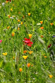 Sommerwiese von Thomas Jäger